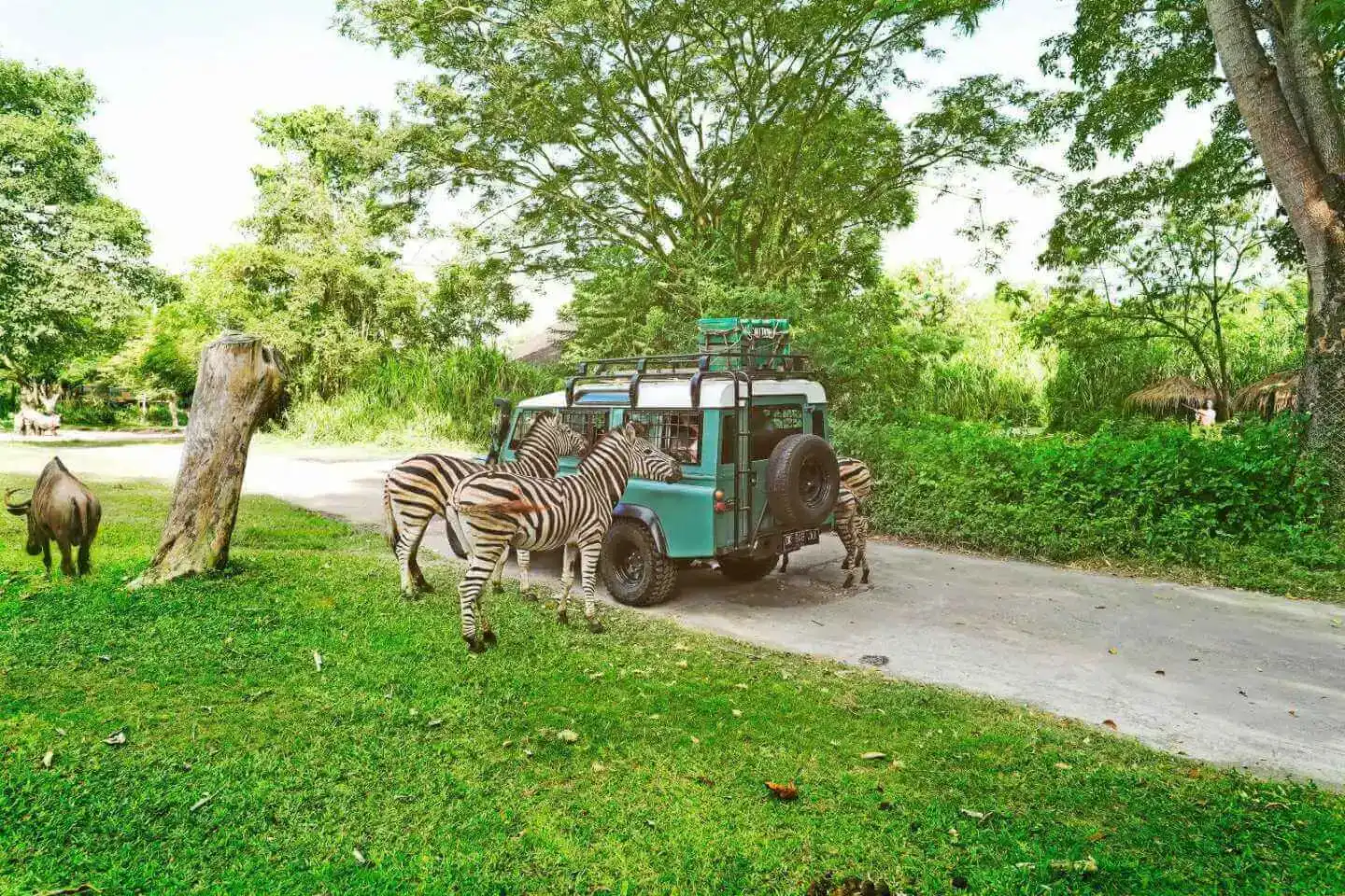 Taman Safari Jeep Tour