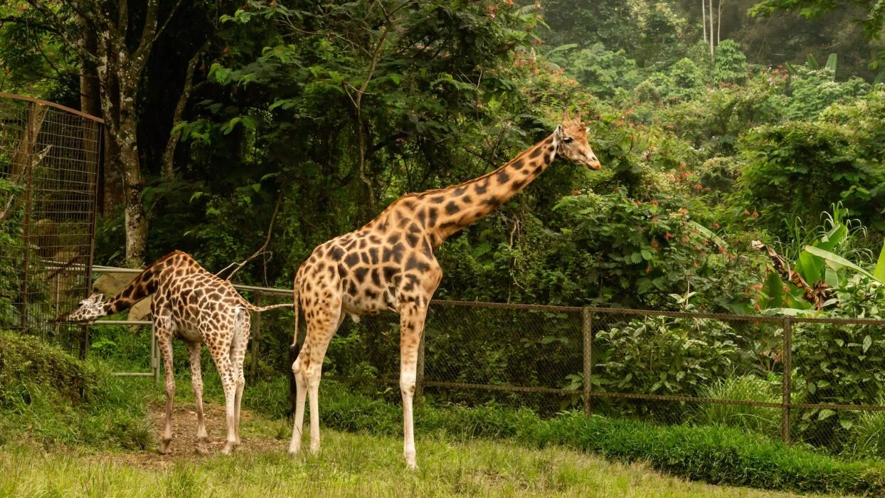 Taman Safari Giraffes