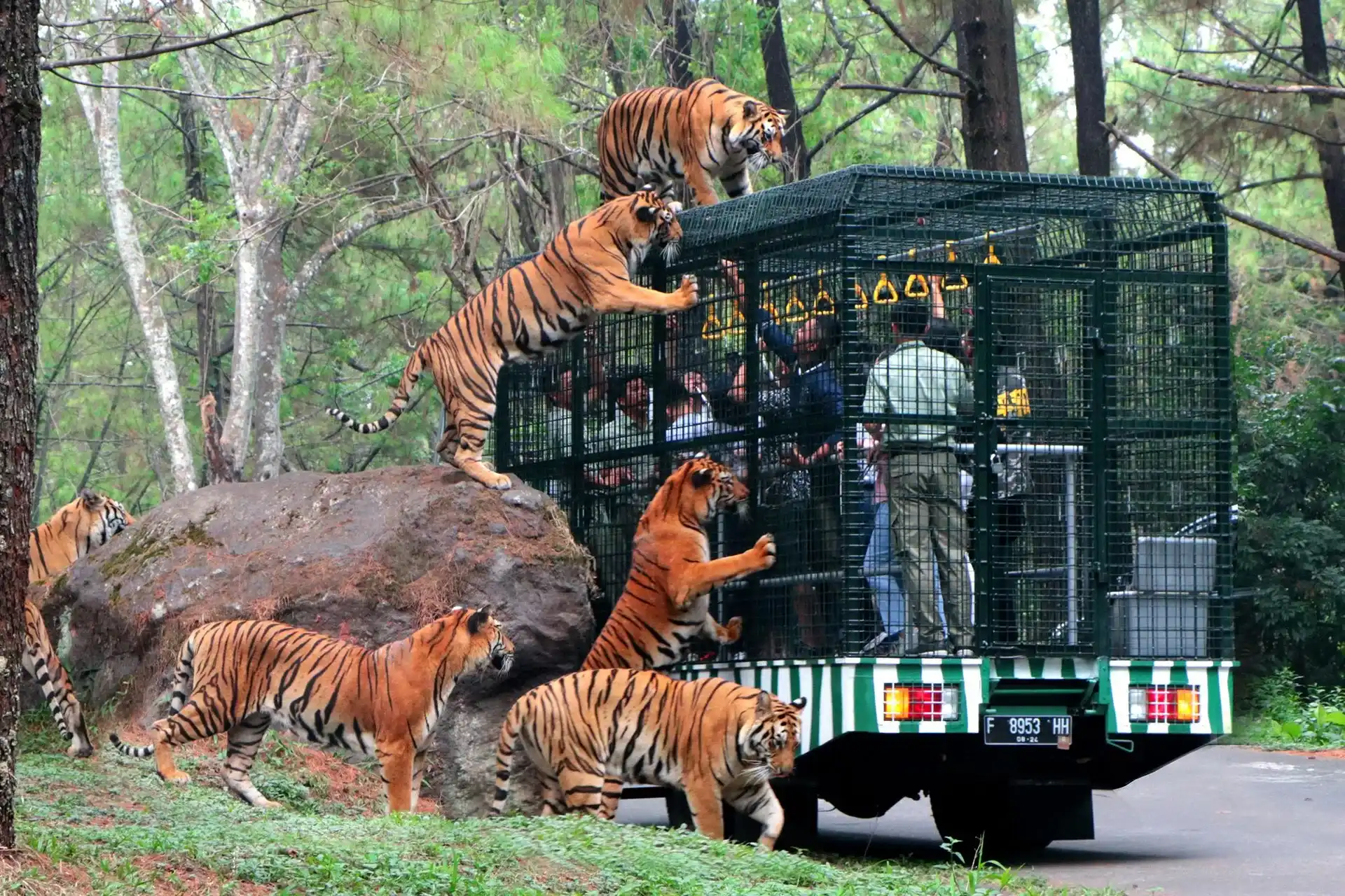 Taman Safari Tigers