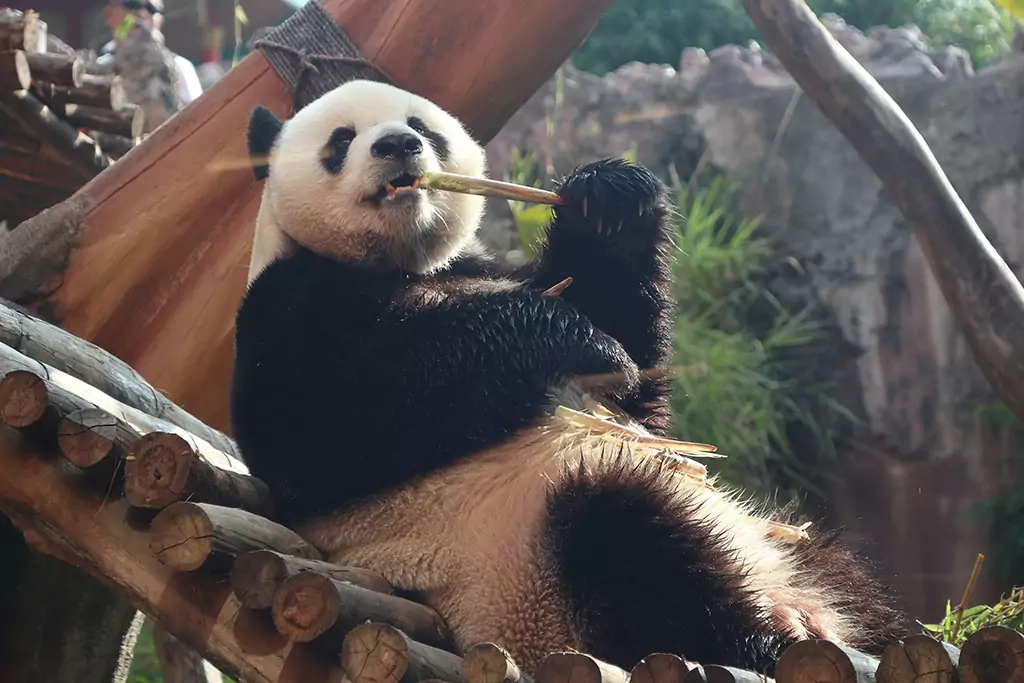 Taman Safari Panda