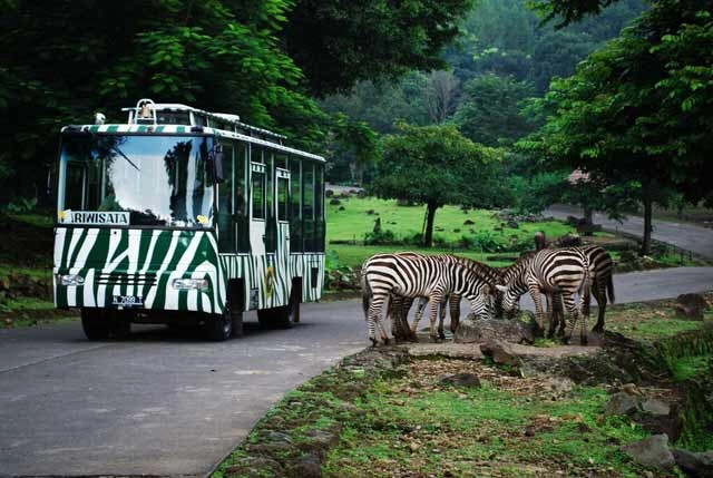 Taman Safari Wildlife