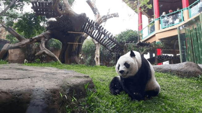 Taman Safari Panda Habitat