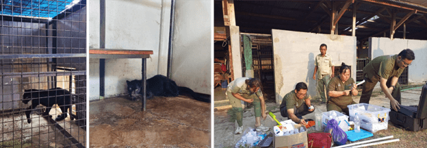Upaya Taman Safari Indonesia - BKSDA Jateng Selamatkan Macan Kumbang Luka dari Rumah Warga di Batang