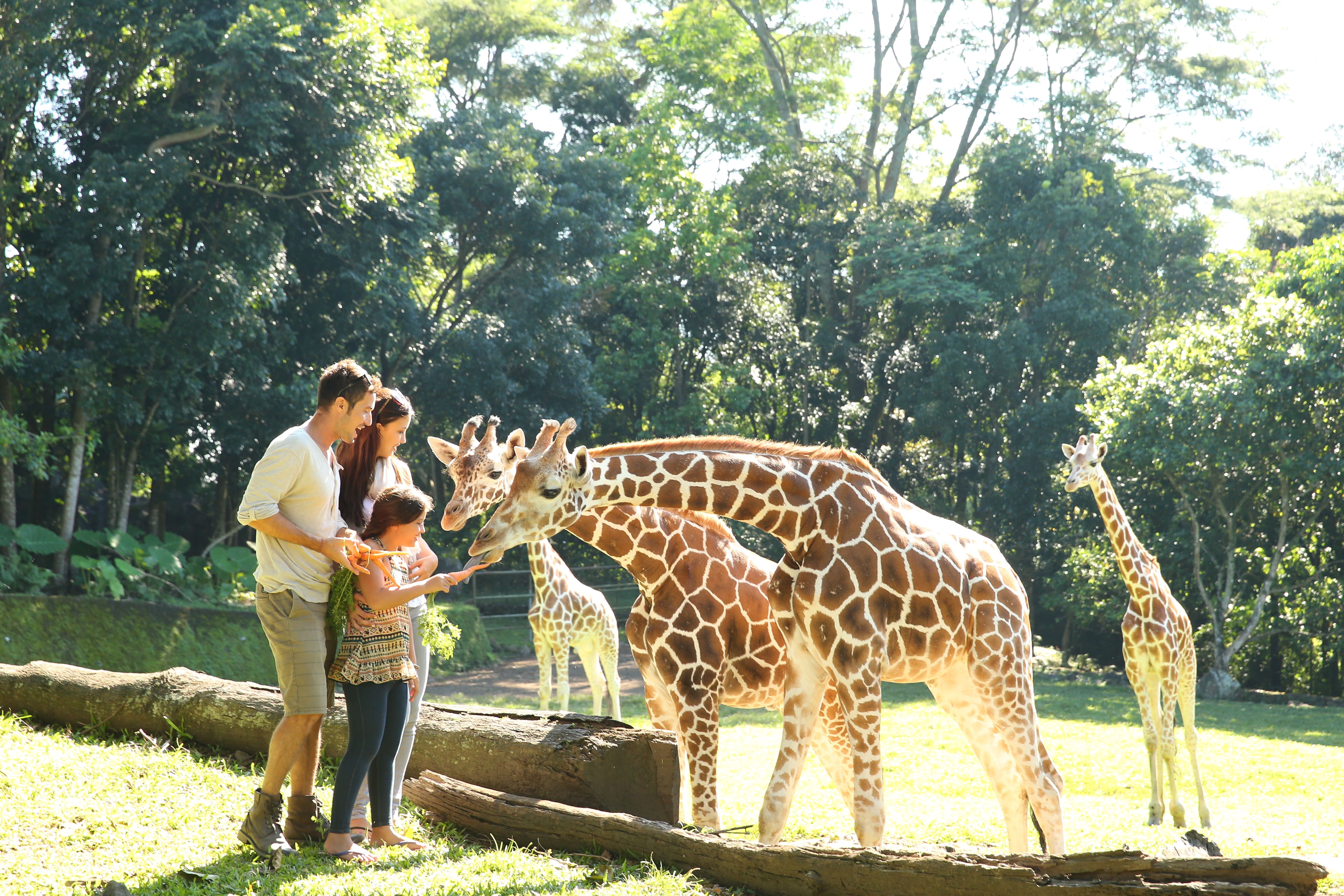 Taman Safari Wildlife